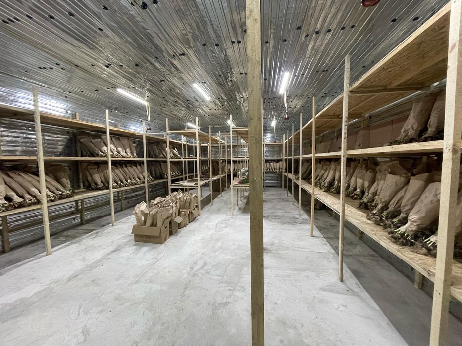 Тюльпаны к 8 марта , прямиком с теплицы!