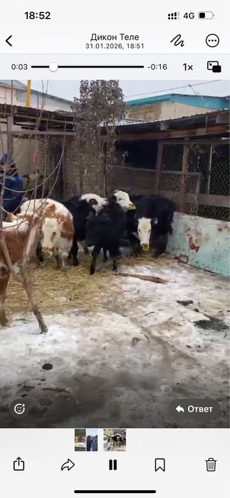 баспактар сатылады,