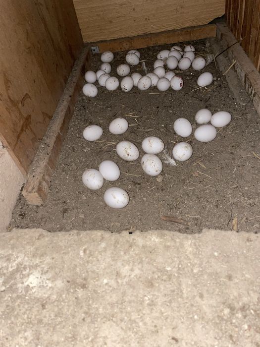 Домашние яйца оптом