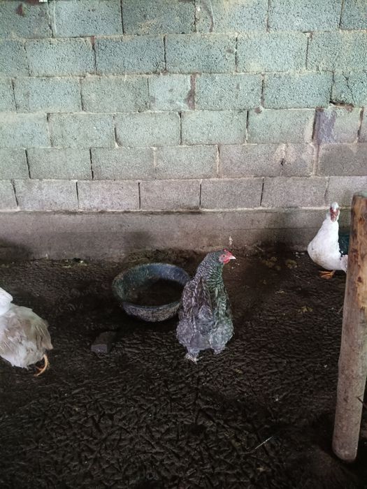 Куры Мехеленская кукушка