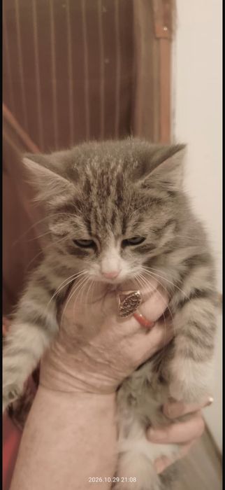 Отдам котят, две девочки