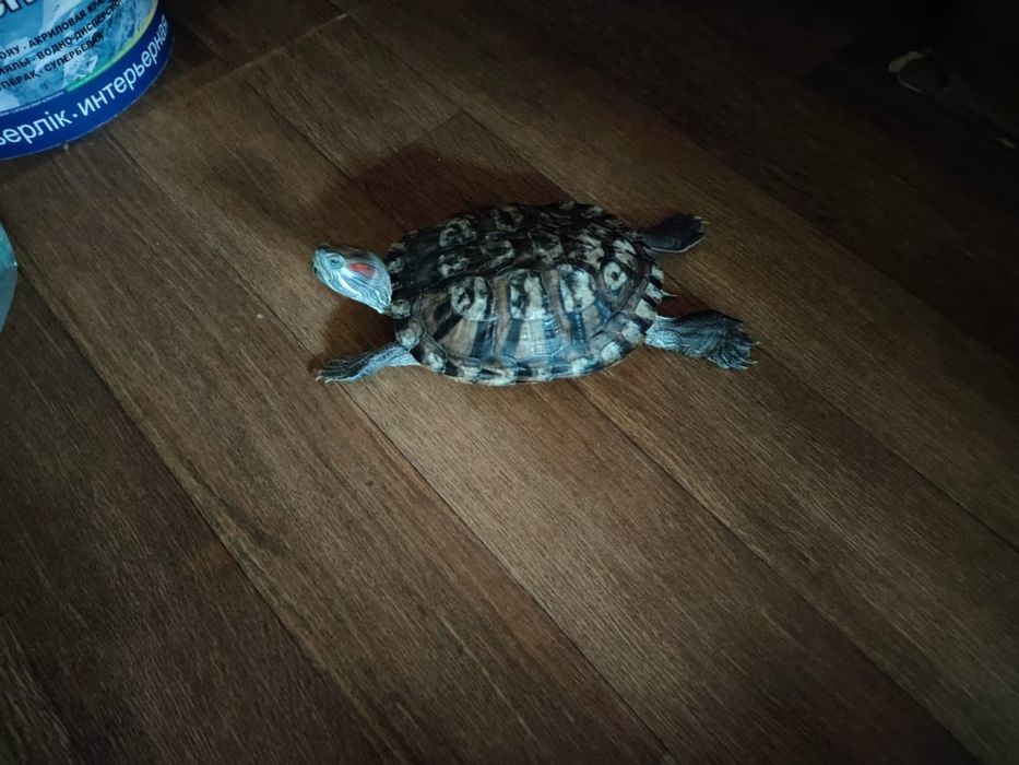 Срочно отдам черепашек