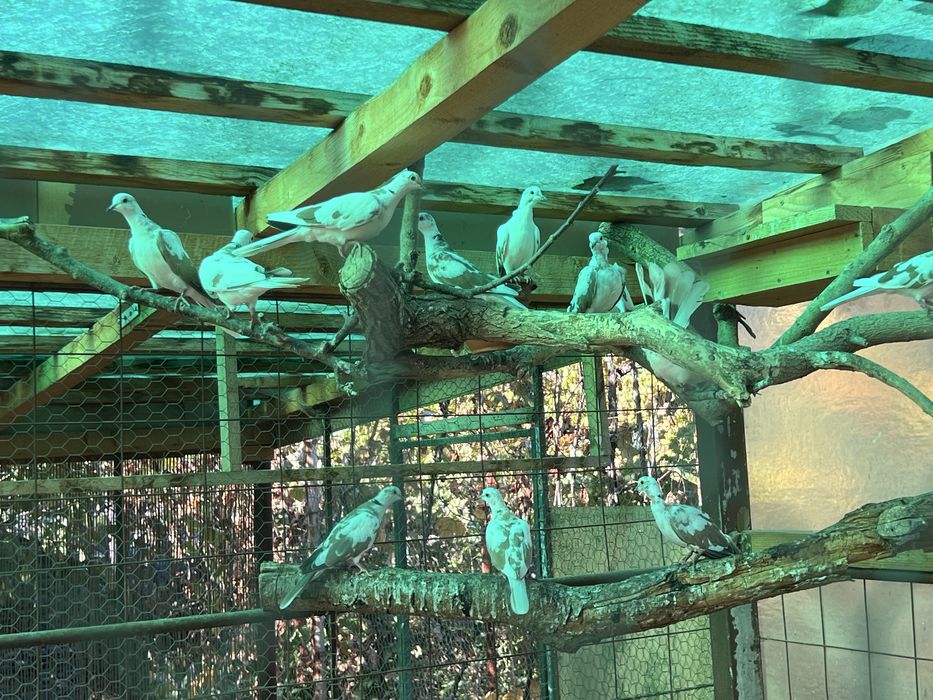 Vand Turturele Razatoare