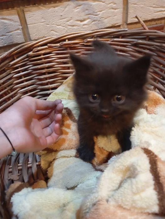 Котёнок девочка родилась 12го