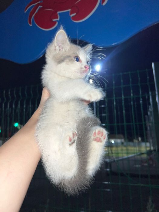 Отдам котенка Кокшетау котята кокшетау