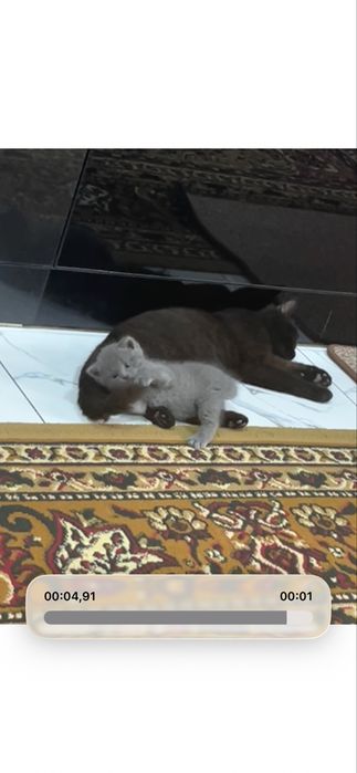 Милые котёнки для добрые люди