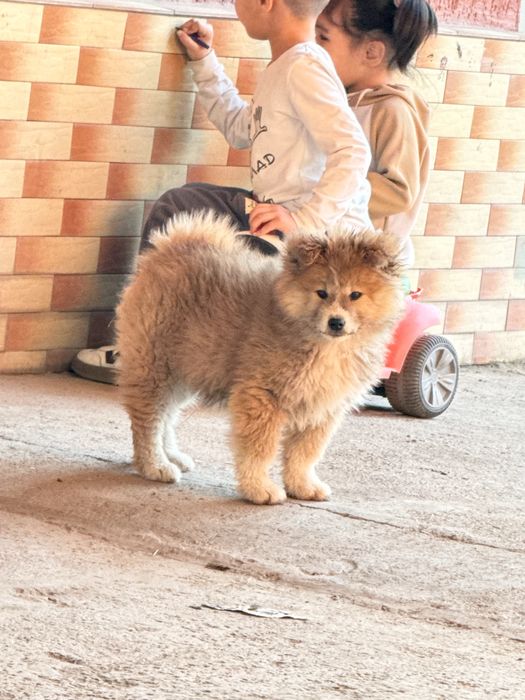 Продаются щенки породы Акита-ину , ХАТИКО