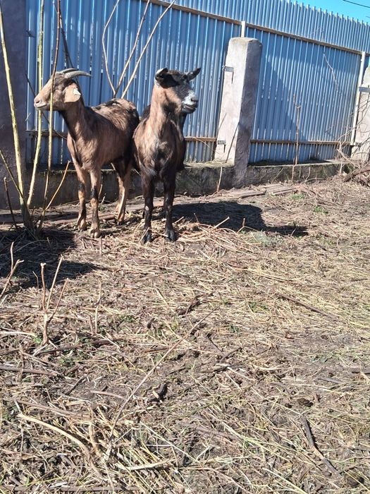 Vând două caprite