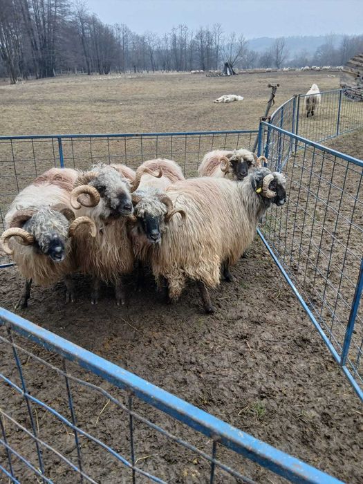 Vând berbeci bucălai