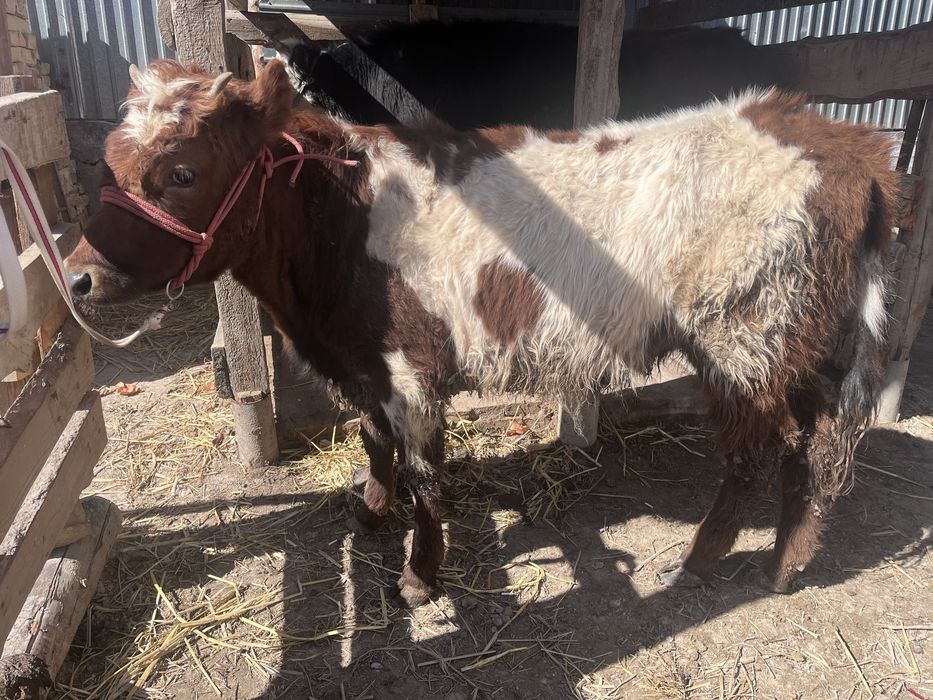Еки баспак бир жасар