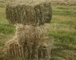 продаю пресованое луговое сено
