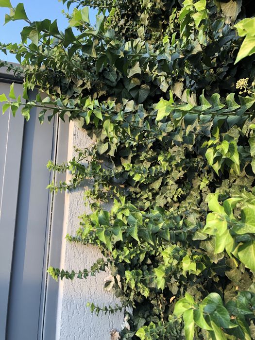 Черенки садового плюща "хедера"