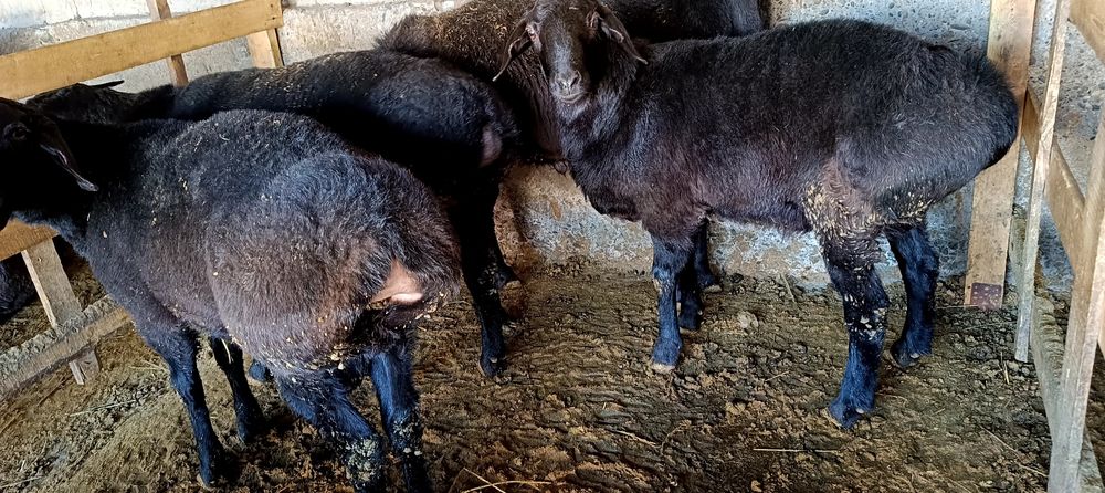 Хисори кучкорлар сотилади соглом еб ичиши зур гуш ва бокиш йуналишига