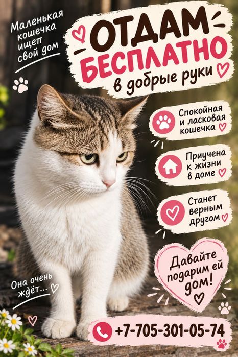 Простерилизованная ласковая кошечкам ищет дом. Кошки