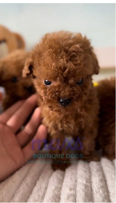 Пудел той (Poodle toy)