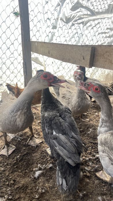 Индаутка Сатылады