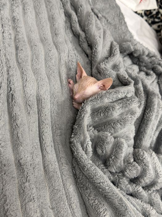 Котенок велюровый донской сфинкс