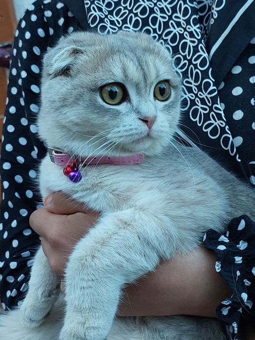 Шотландская вислоухая кошка 6 месяцeв