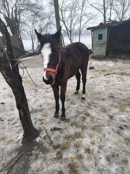 Mânză de vanzare sau schimb