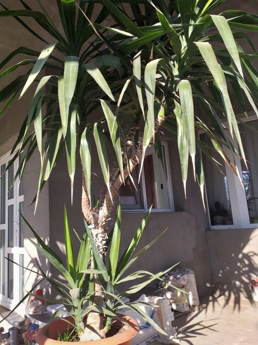 Flori de vanzare, nu le mai pot tine. Sunt flori tinute in casa cat si in curte, ingrijite.
