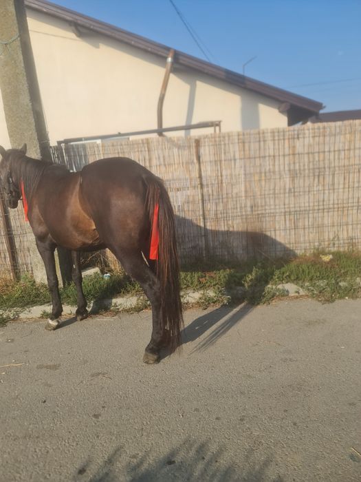 Vând iapa foarte cuminte