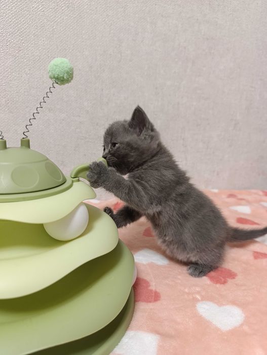 Шотландские котята (фолд и страйт)