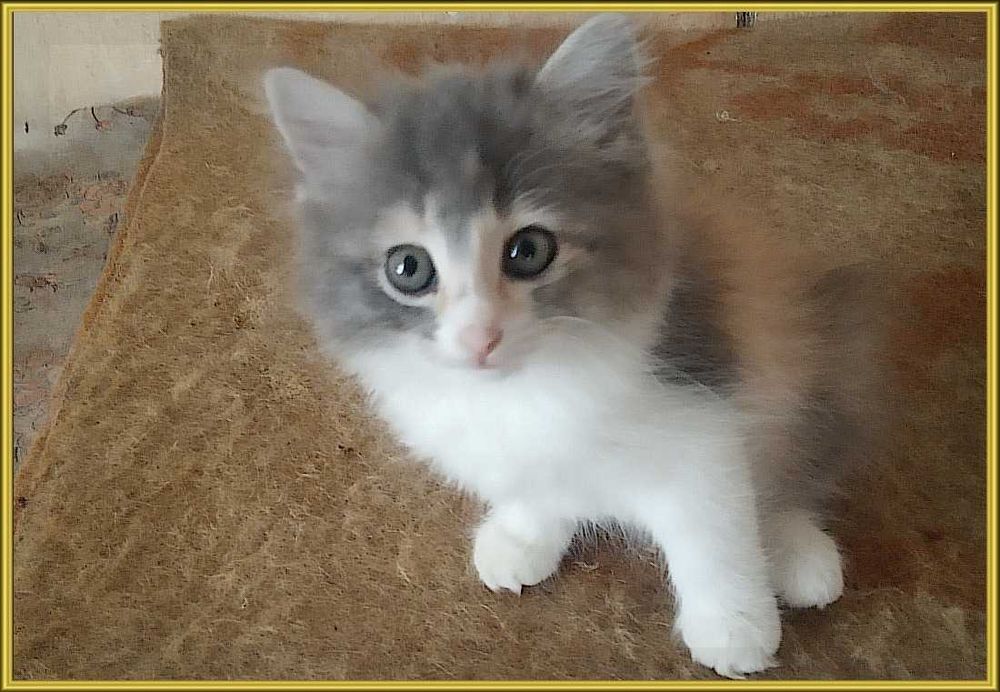 Котята в хорошие руки