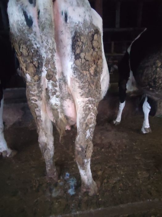 Vand vaci gestante si cu lapte