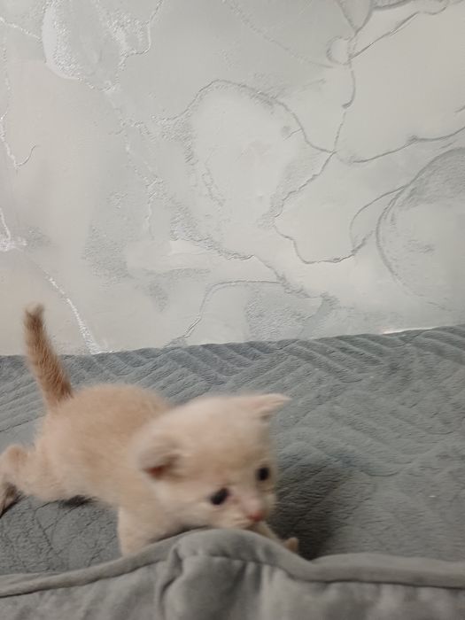 Отдам  котят мальчики. 1месяц