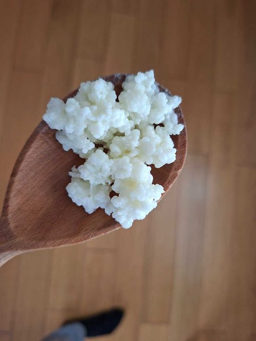 Vand granule pentru chefir de lapte – cultura activa