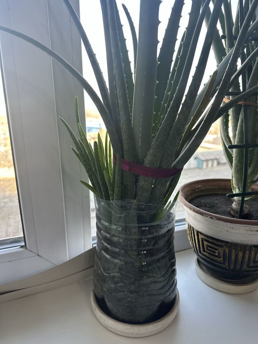 Алое Вера 5-летний