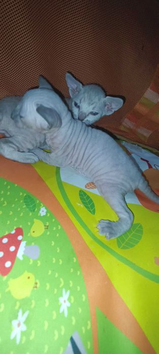 Продажа Котят Сфинкса