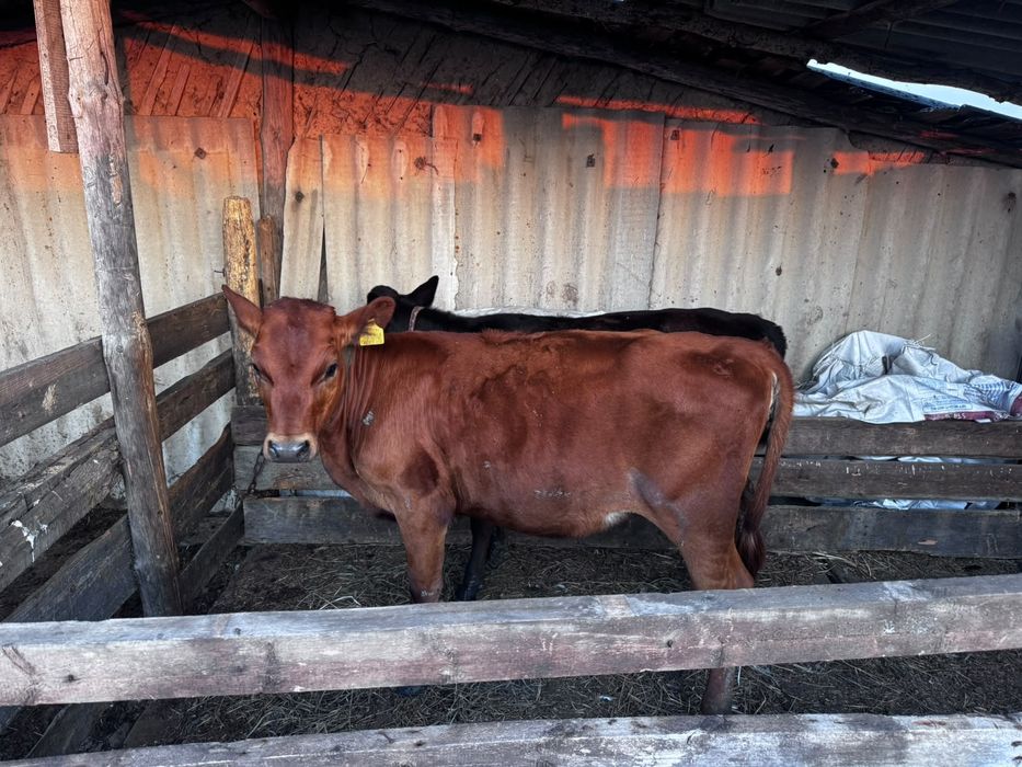 Продам двух коров и двух тёлочек
