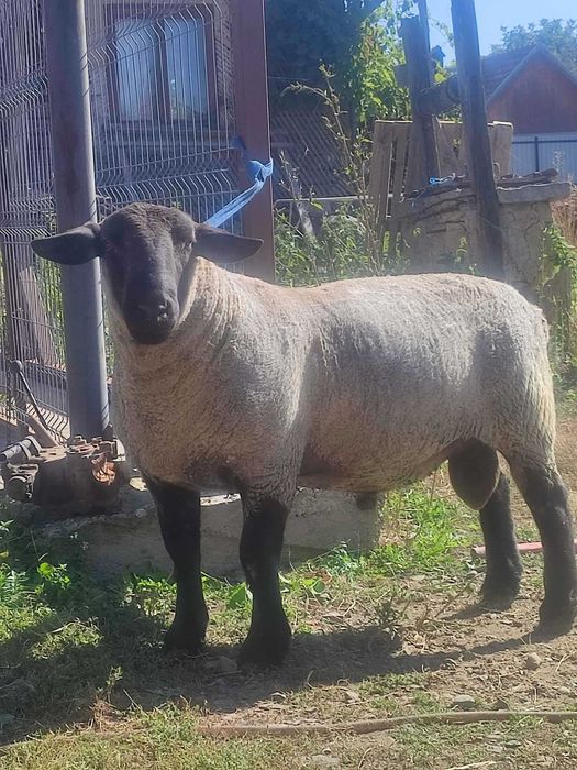 Berbec Suffolk de vînzare !