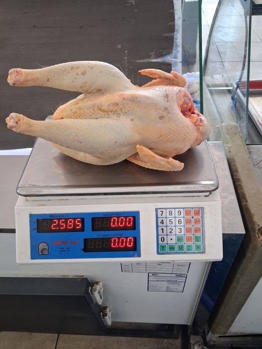 Quyon va joja xoroz gowtlari sotiladi