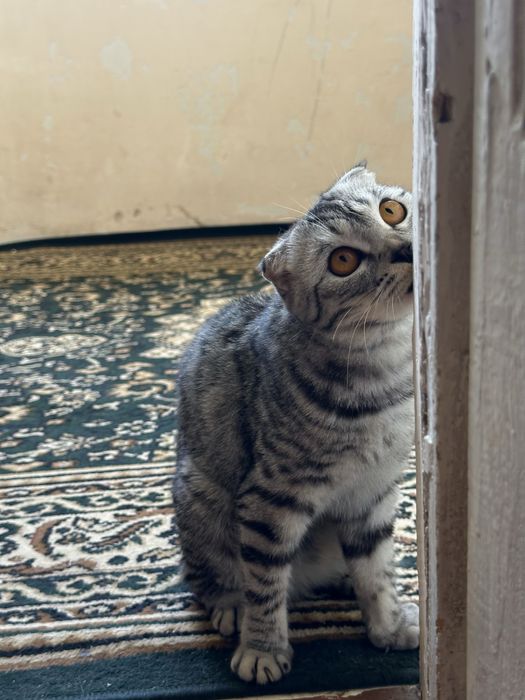 Scottish fold sotiladi