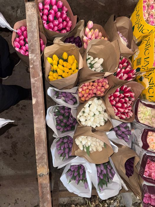 Тюльпаны с теплицы голландский сорт