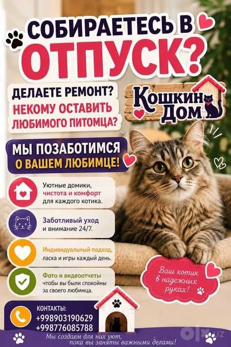 Передержка для кошек