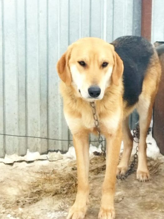 Продам собаку гончий