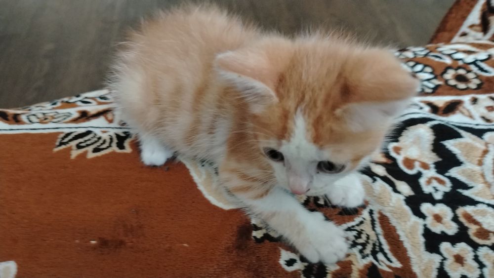 Одам кота в добрые руки