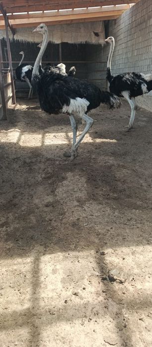 Продаю  шесть страус