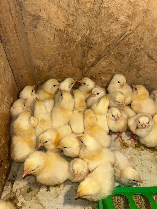 Адлер балапандар,цыплята