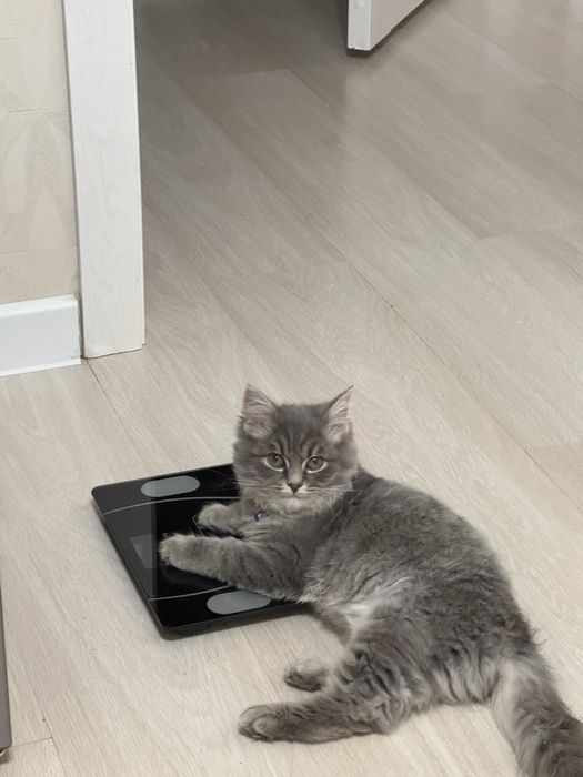 на хорошие руки