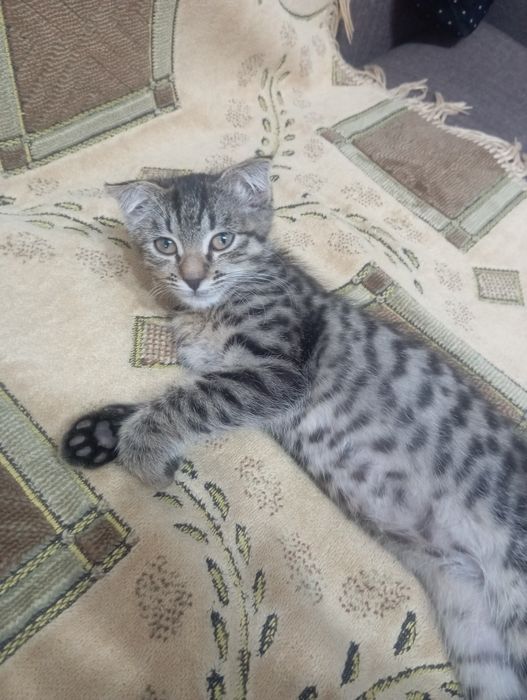 Кошечка 2,5 года ищет дом и хороших хозяев