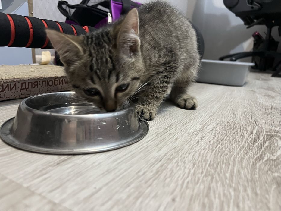Котеночек мальчик, кот, котик, котенок