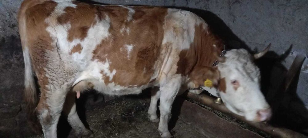 De vânzare vaca tânără și cuminte