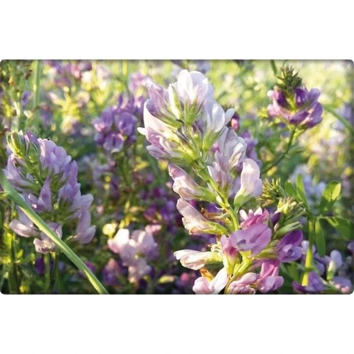 Семе люцерна. Люцерна семена