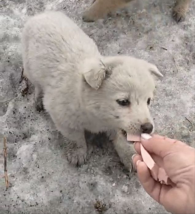 Ищут дом мальчики и девочки