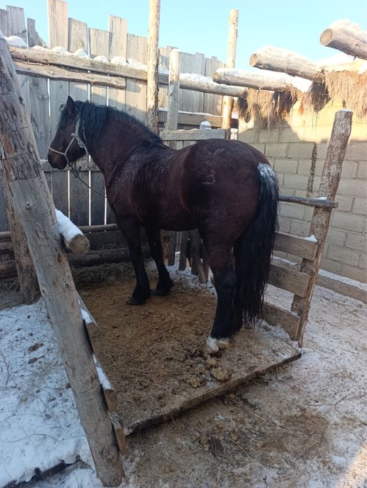 Продам жеребца на племя