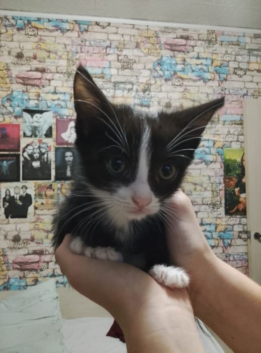 Отдам котят в хорошие руки